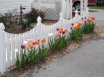 Custom scalloped fence for shade garden – DeckResurrect